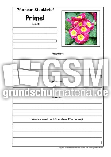 Pflanzensteckbrief-Primel.pdf